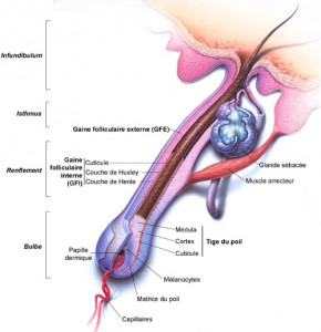 Anatomie du poil - Laser Alexandrite Lyon BLOG - poil