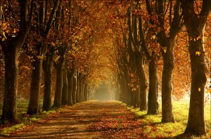 Allée d'automne Allée d'automne