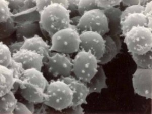 virus influenza virus influanza