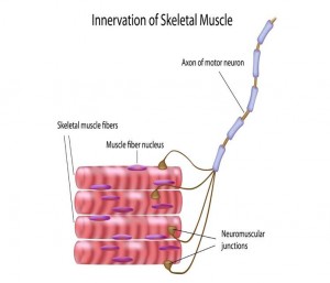 Innervation musculaire